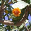 consolea_picardae